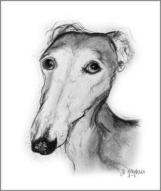 Greyhound lurcher art, saluki art,