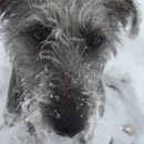 Matilda Whiplington, Bedlington whippet, lurcher's blog
