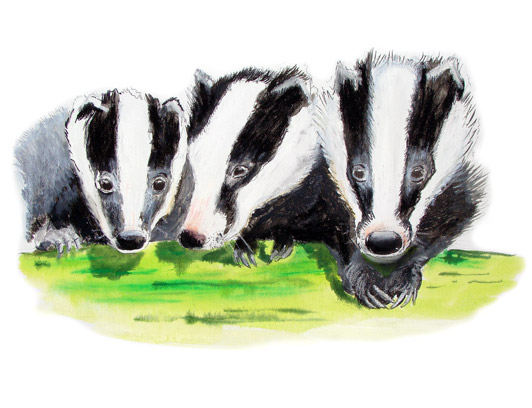 baby badgers, badger art by al hayball,