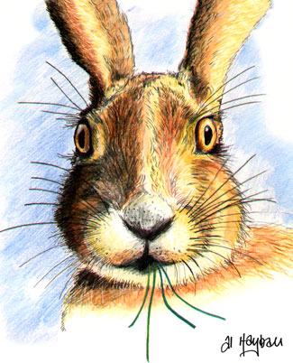 brown hare, close up,