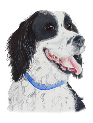 sringer spaniel, field springer,