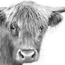 west highland cattle, farm life,