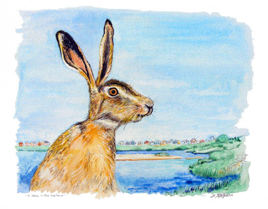 hare, watercolour, christchurch harbour, brown hare,