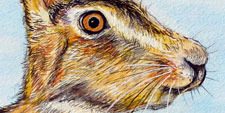 hare, watercolour,