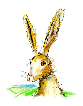 hare today,
