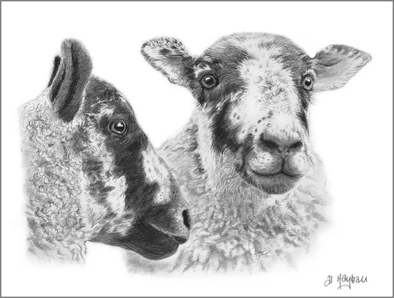 sheep, mules, 