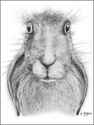 lop eared, rabbit, hare