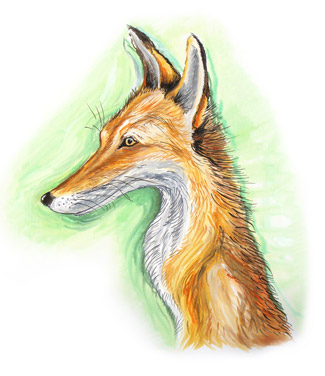 fox art by al hayball,
