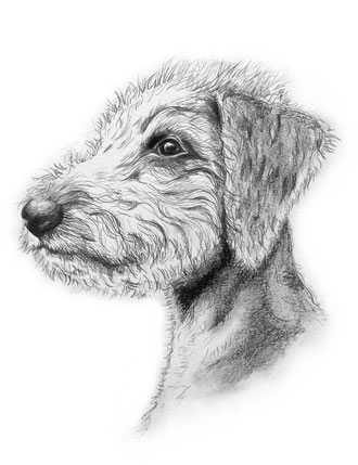 lurcher art, bedlington art, whippet, whiplington,