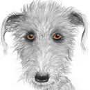 the pocket lurcher, tilly,