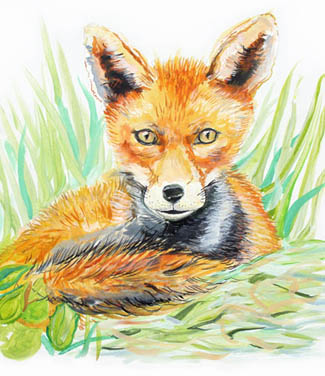 vixen, fox art,